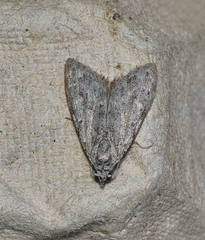 Nola pleurosema