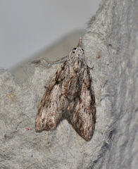 Nola vernalis