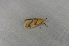 Symmetrodes sciocosma