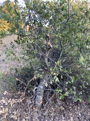 Callirhytis apicalis