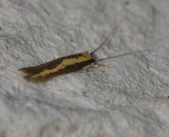 Opogona stenocraspeda