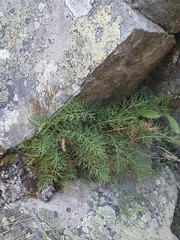 Anisotome brevistylis