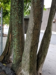 Ailanthus altissima