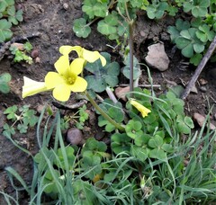 Oxalis compressa