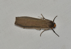 Palaeosia bicosta