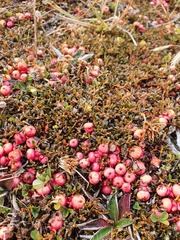 Gaultheria parvula