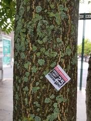 Ailanthus altissima