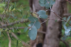 Eucalyptus goniocalyx