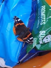 Vanessa atalanta