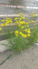 Senecio inaequidens