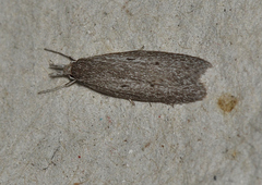 Phryganeutis cinerea