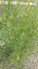 Senecio inaequidens