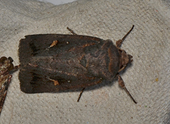 Proteuxoa bistrigula