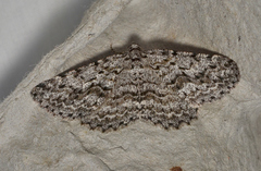 Psilosticha mactaria