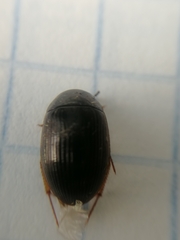 Coleoptera
