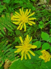 Crepis lampsanoides