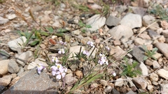 Dontostemon integrifolius