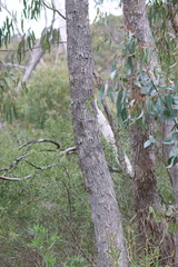 Eucalyptus goniocalyx