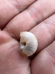 Euomphalia strigella