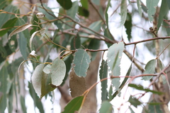 Eucalyptus goniocalyx