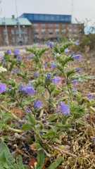 Echium vulgare