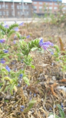 Echium vulgare