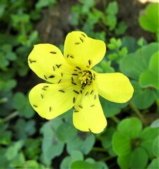 Oxalis compressa