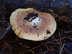 Cortinarius phalarus