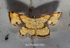 Corymica deducta