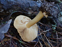 Cortinarius phalarus