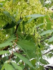Ailanthus altissima