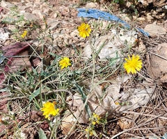 Crepidifolium tenuifolium