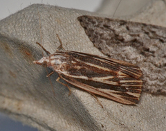 Rhynchopsota delogramma