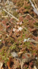 Sedum album