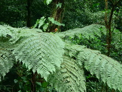 Dicksonia sellowiana