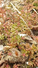 Sedum album