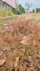 Sedum album