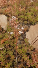 Sedum album
