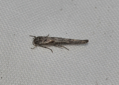 Stathmopoda astrapeis