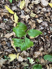 Polygonatum latifolium
