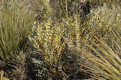 Banksia catoglypta