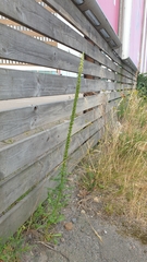 Reseda luteola