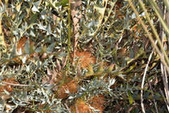 Banksia catoglypta