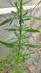 Reseda luteola