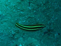 Halichoeres prosopeion