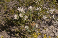 Petrophile nivea