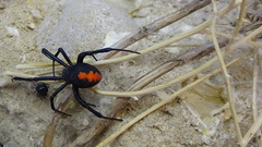 Latrodectus cinctus