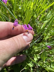 Primula pauciflora pauciflora