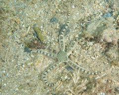 Philinopsis speciosa