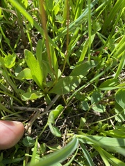 Primula pauciflora pauciflora